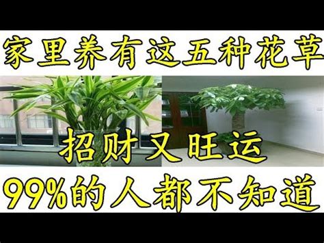 門口種什麼植物|10種旺財門口植物